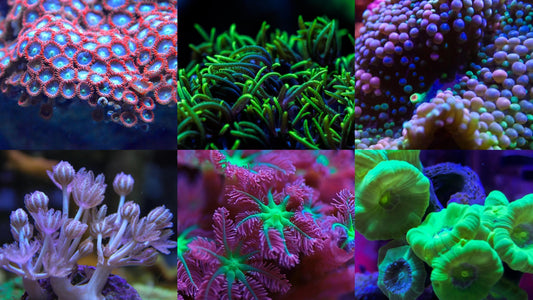 Best Beginner Corals That Are Hard to Kill