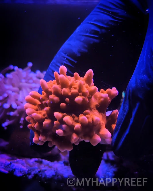 WYSIWYG Red Montipora Setosa Mini Colony Coral