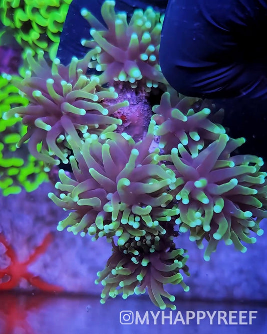 WYSIWYG Grim Reaper Torch Coral Colony 6 Heads