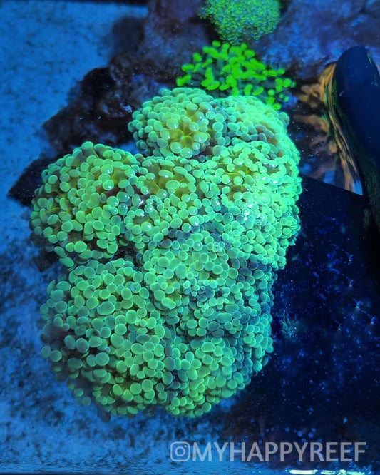 WYSIWYG Huge Branching Hammer Coral Colony 9 Heads
