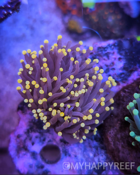 WYSIWYG Yellow Tip Joker Torch Coral