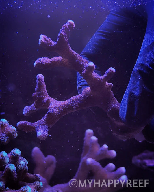 WYSIWYG Milka Stylophora Coral Mini Colony