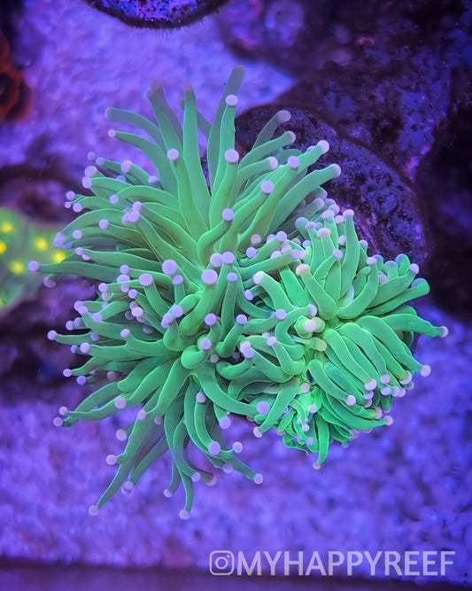 WYSIWYG Cotton Candy Torch Coral Mini-Colony 3 Heads