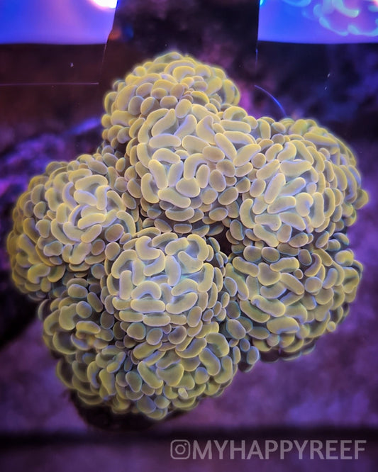 WYSIWYG Gold Branching Hammer Coral Colony