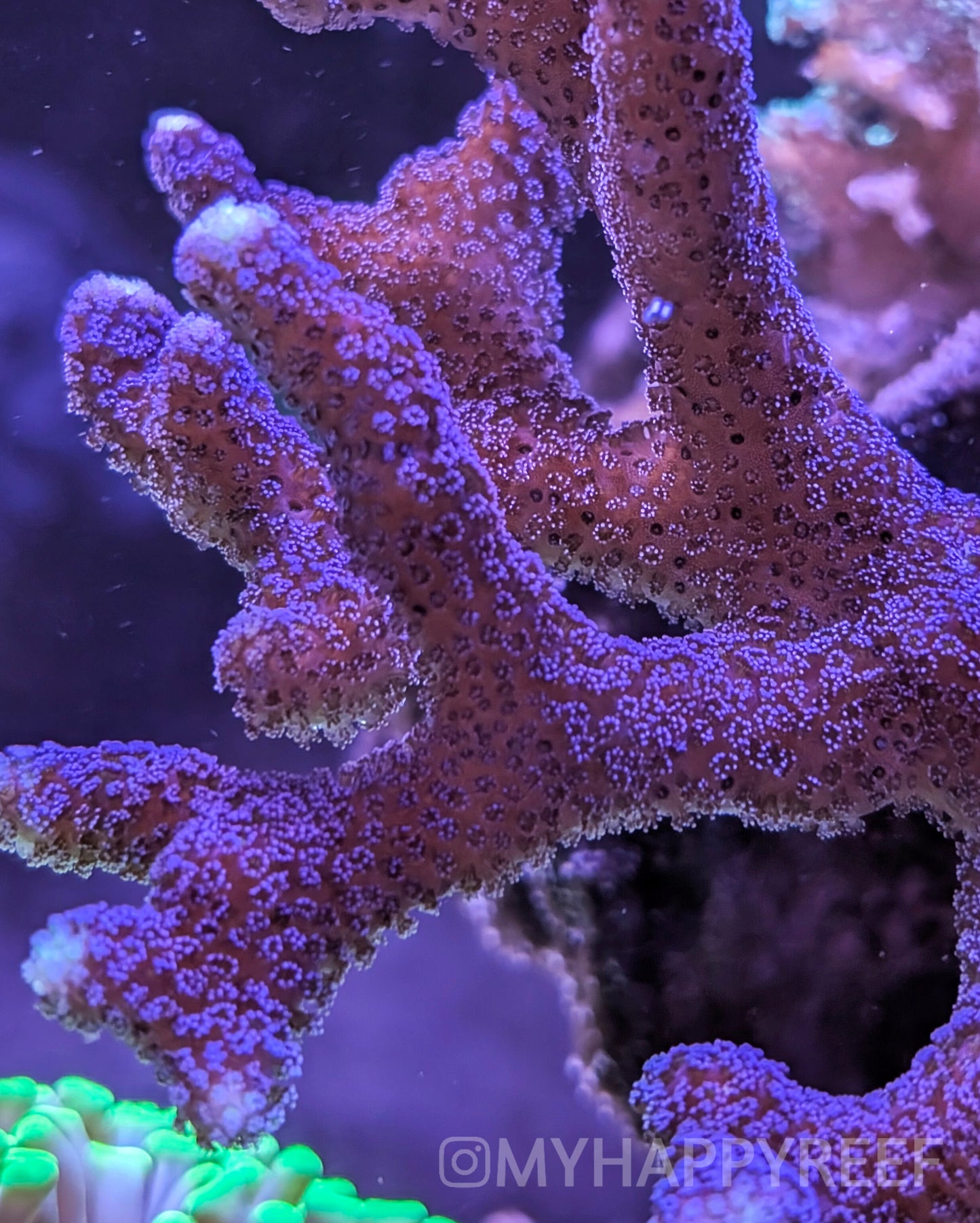 WYSIWYG Milka Stylophora Coral Mini Colony