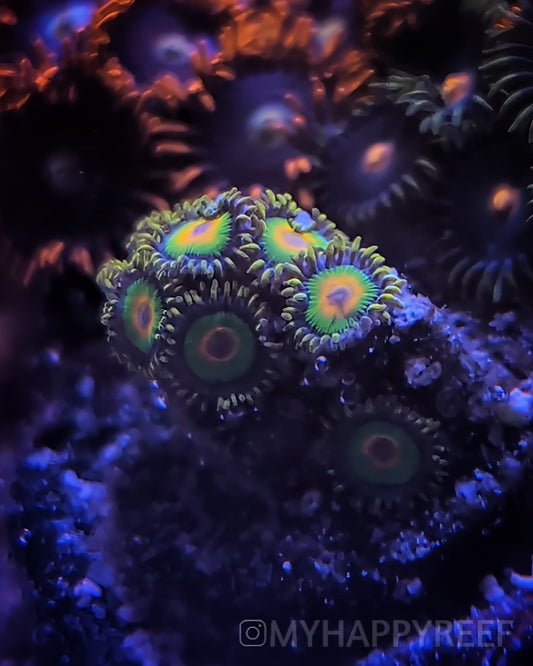 WYSIWYG Rasta Zoa Coral