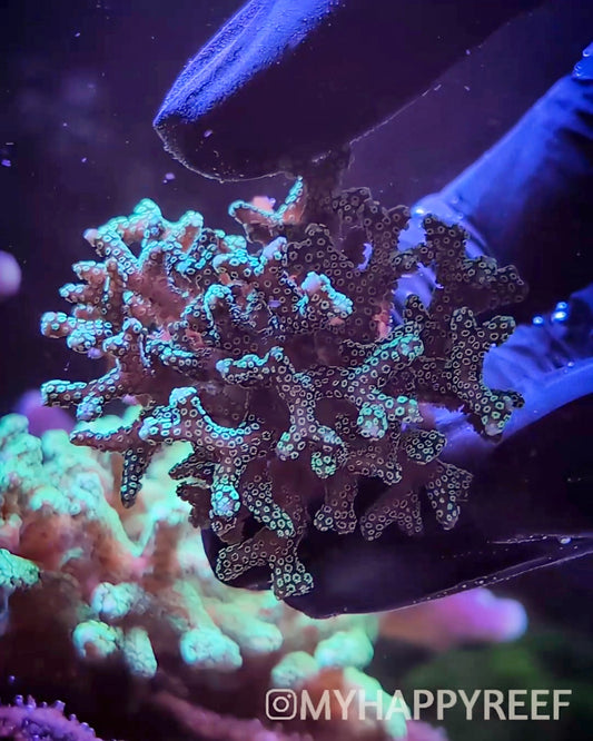 WYSIWYG Neon Green Birdnest Mini Colony Coral