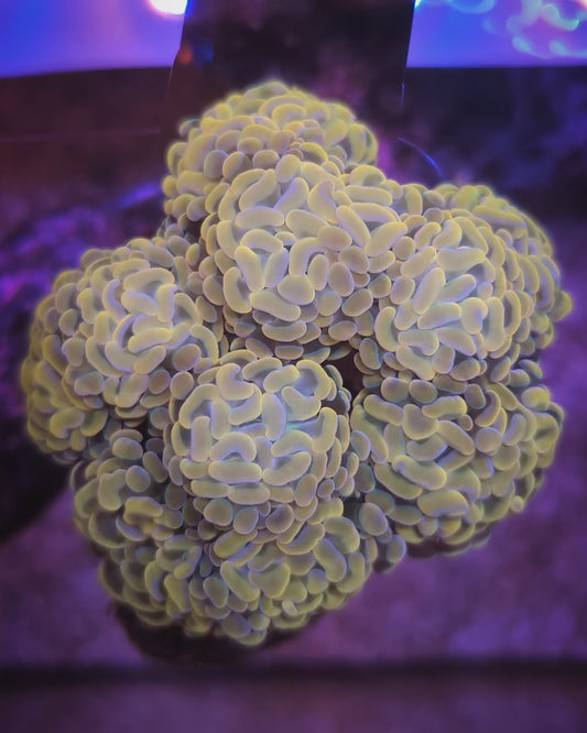 WYSIWYG Gold Branching Hammer Coral Colony