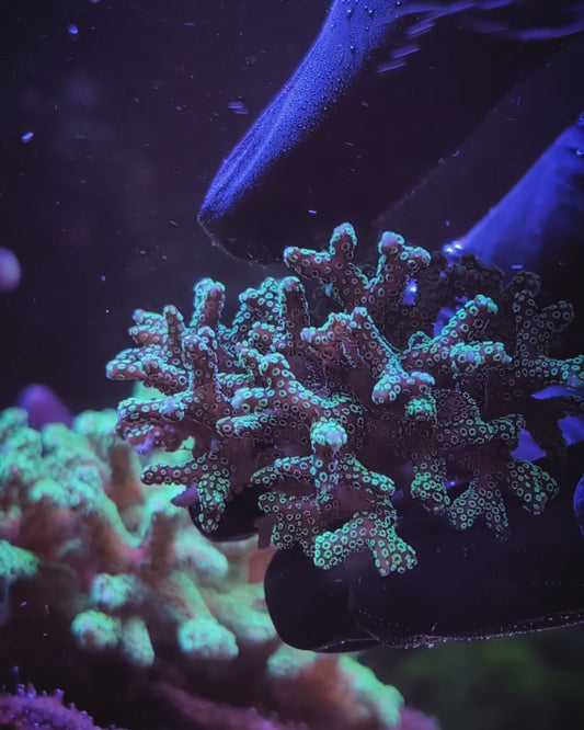 WYSIWYG Neon Green Birdnest Mini Colony Coral