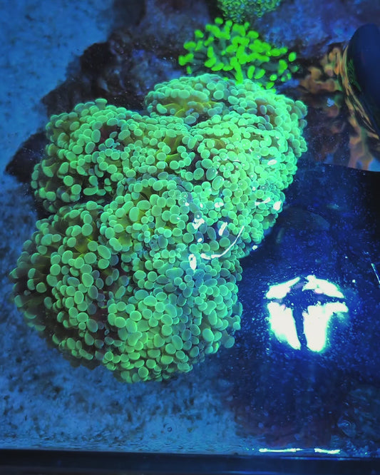 WYSIWYG Huge Branching Hammer Coral Colony 9 Heads