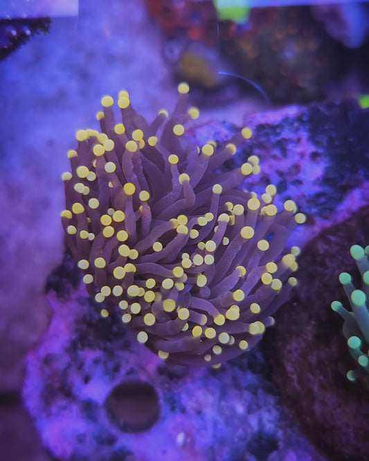 WYSIWYG Yellow Tip Joker Torch Coral