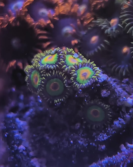 WYSIWYG Rasta Zoa Coral