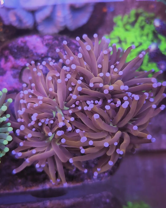 WSIWYG Indo Gold 24K Torch Colony 4 Heads