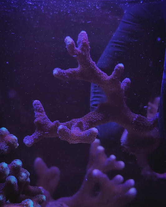 WYSIWYG Milka Stylophora Coral Mini Colony