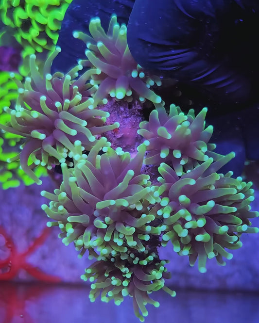 WYSIWYG Grim Reaper Torch Coral Colony 6 Heads