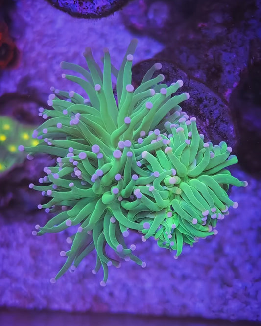 WYSIWYG Cotton Candy Torch Coral Mini-Colony 3 Heads