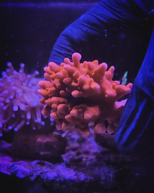 WYSIWYG Red Montipora Setosa Mini Colony Coral